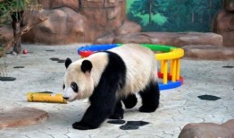 南宁动物园爆料视频最新,神秘动物亮相，揭秘动物世界奇观！