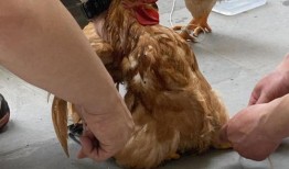 桂林鸡鸭爆料事件最新,揭露背后惊人真相，食品安全再引关注