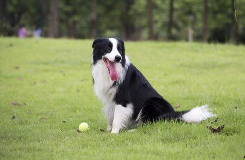 最新草系宠物爆料网站,萌宠新宠来袭，绿色生态新潮流